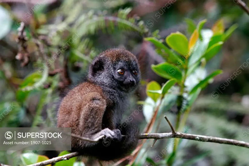 A baby lemur in the rainforest of Madagascar on the high plains