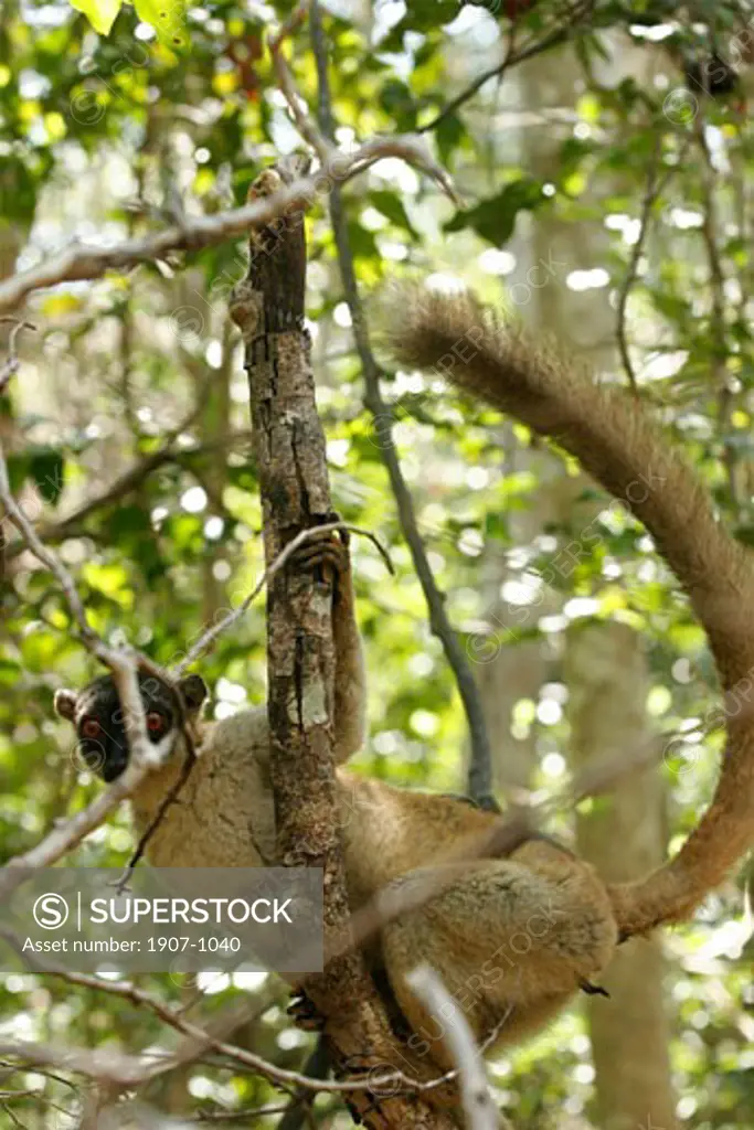 A lemur of the Antsirabe National Park