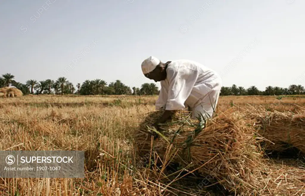 A man works in a cereal plantation  close to the third cataract zone  on the edge of the Nile