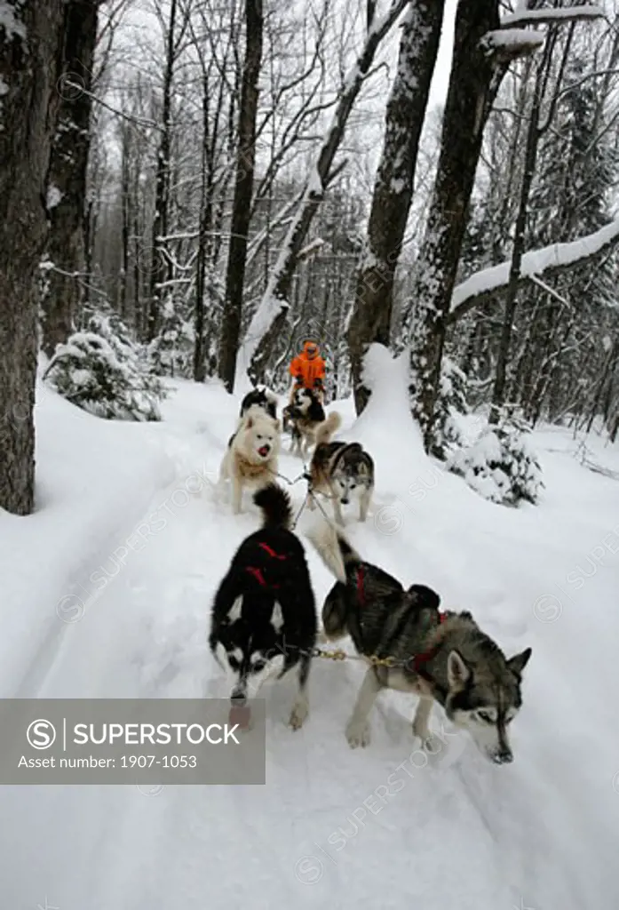 Dogsled in the area of Charlevoix Quebec