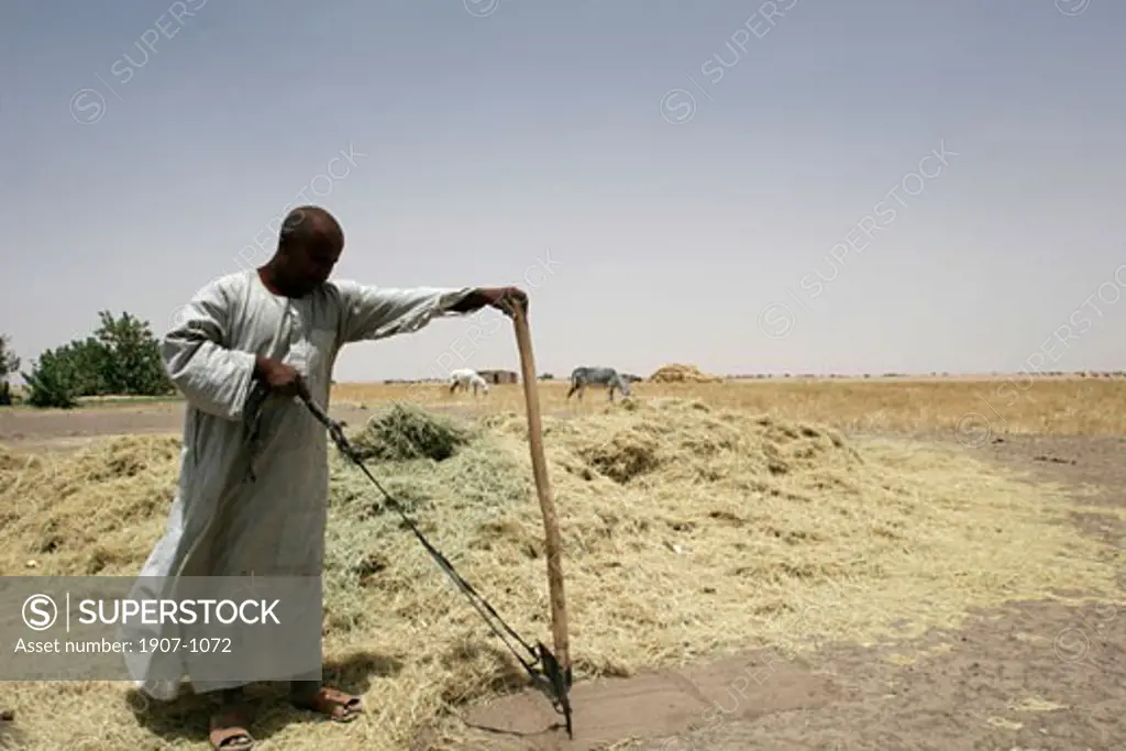 A sudanese working in a cereal plantation