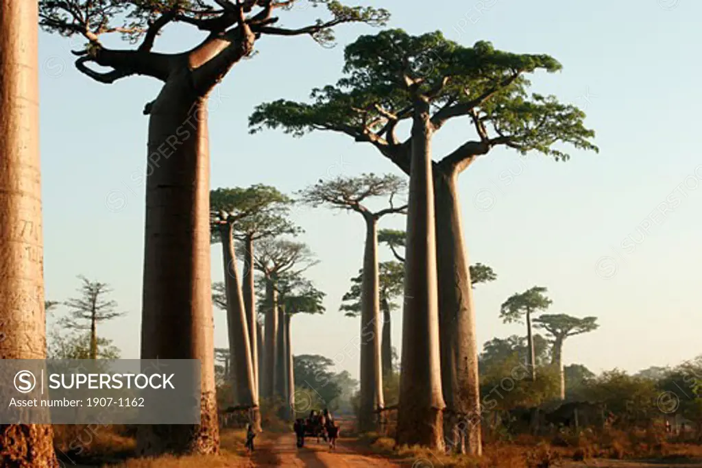 The baobabs alley of Morondava