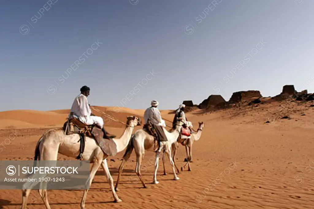 Camels and meharis in front of the Meroe pyramids