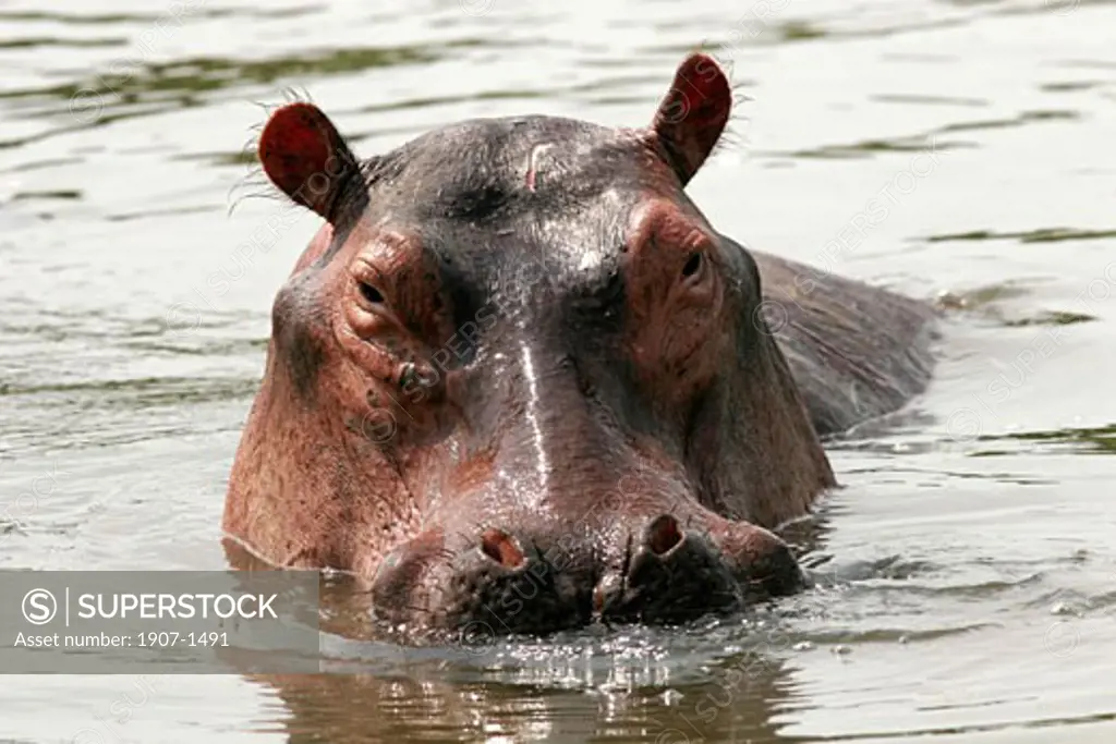 One Nile hippo in the Nile river