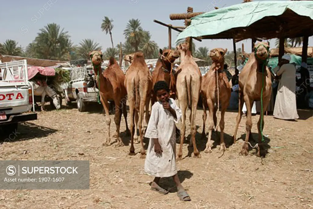 The Daraw animals market the biggest of Nubian Egypt