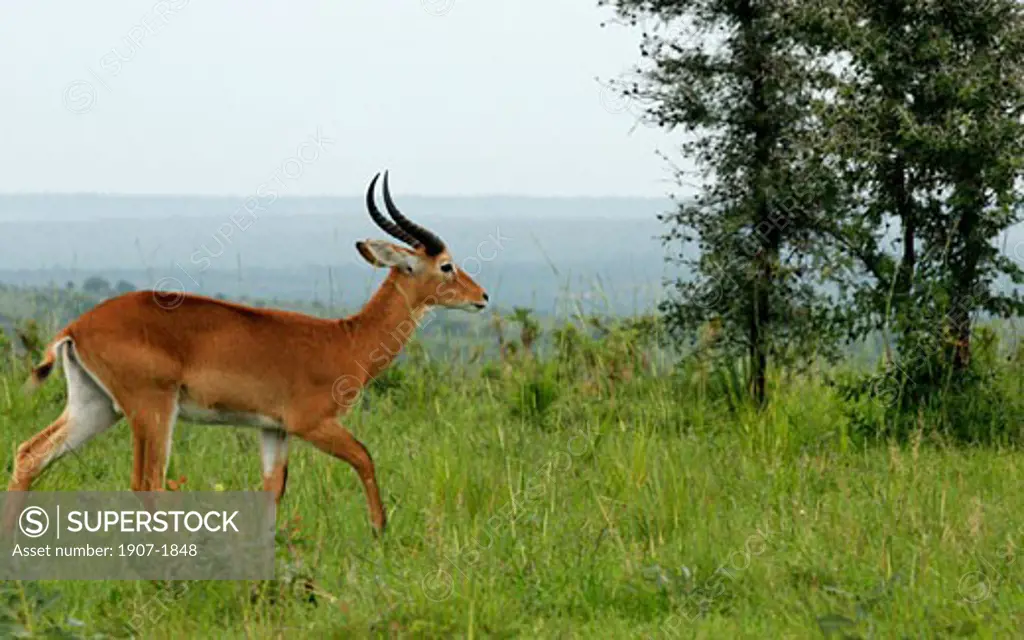 One gazelle in the Murchison Falls National Park  north west of the country