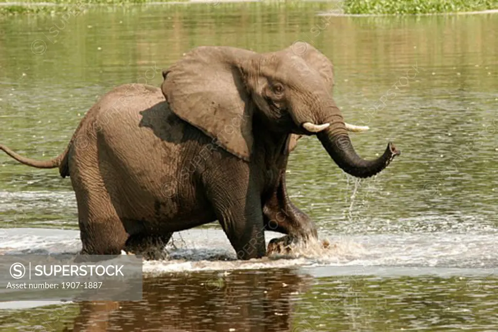 One elephant having a bath in the Nile river  around Murchison Falls