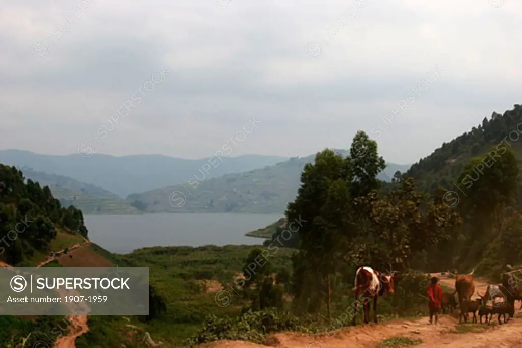 The volcanoes National Park between hills and lakes  upon the boarder between Congo  Uganda and Rwanda