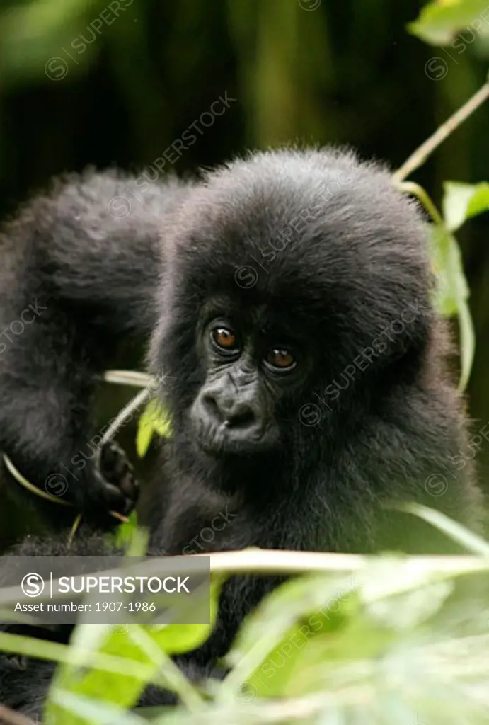 A baby mountain gorilla in the Bwindi forest  in Rwanda