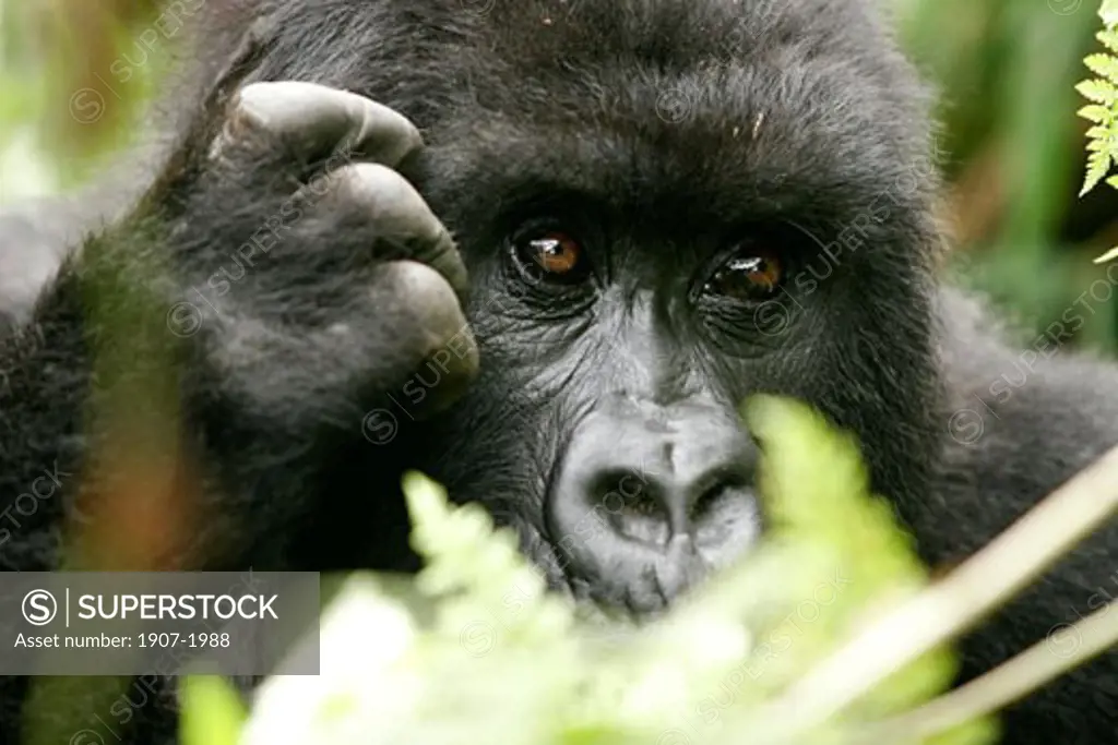 One male mountain gorilla in the Bwindi forest  in Rwanda
