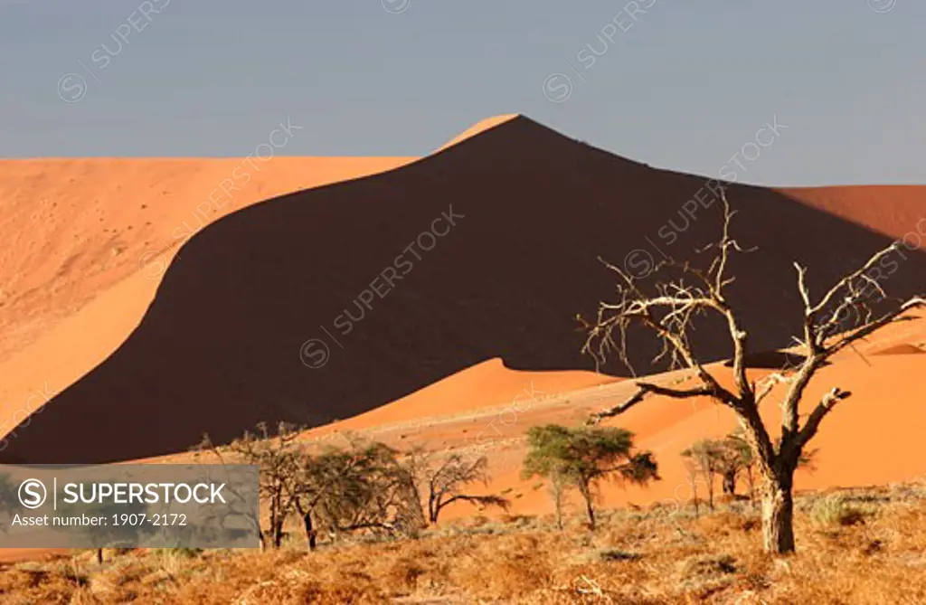 The red dunes of Sossusvlei can reach 340 m