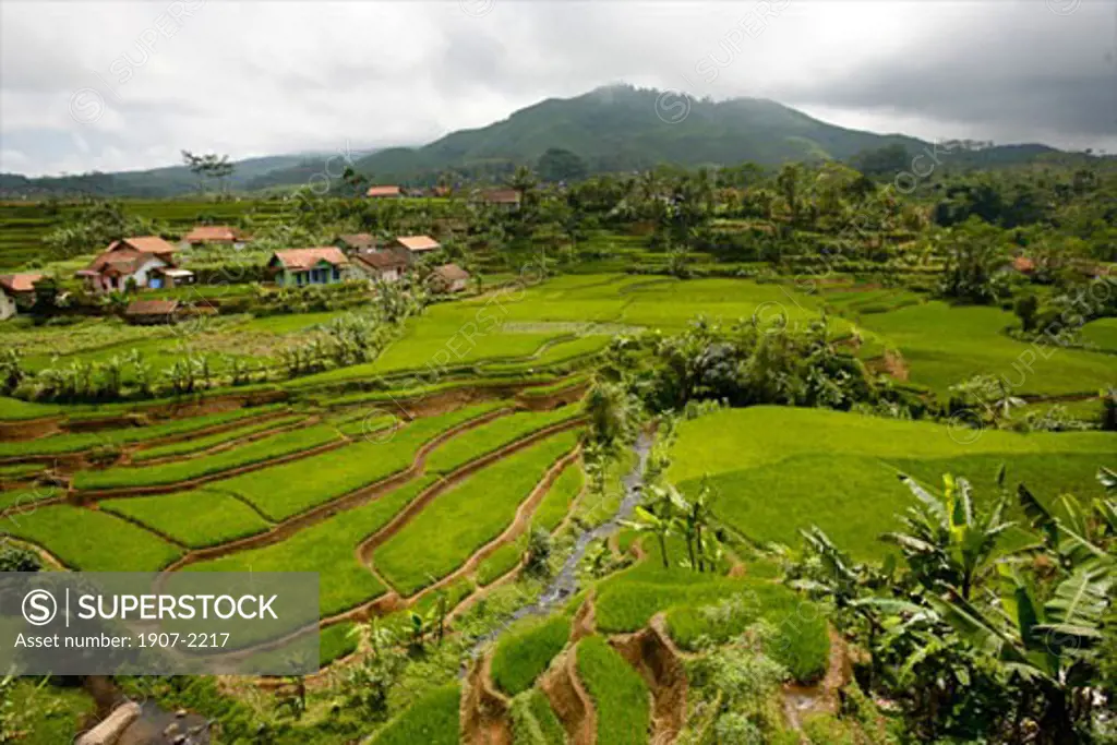 Some rice fields in terraces around Bogor Java Indonesia