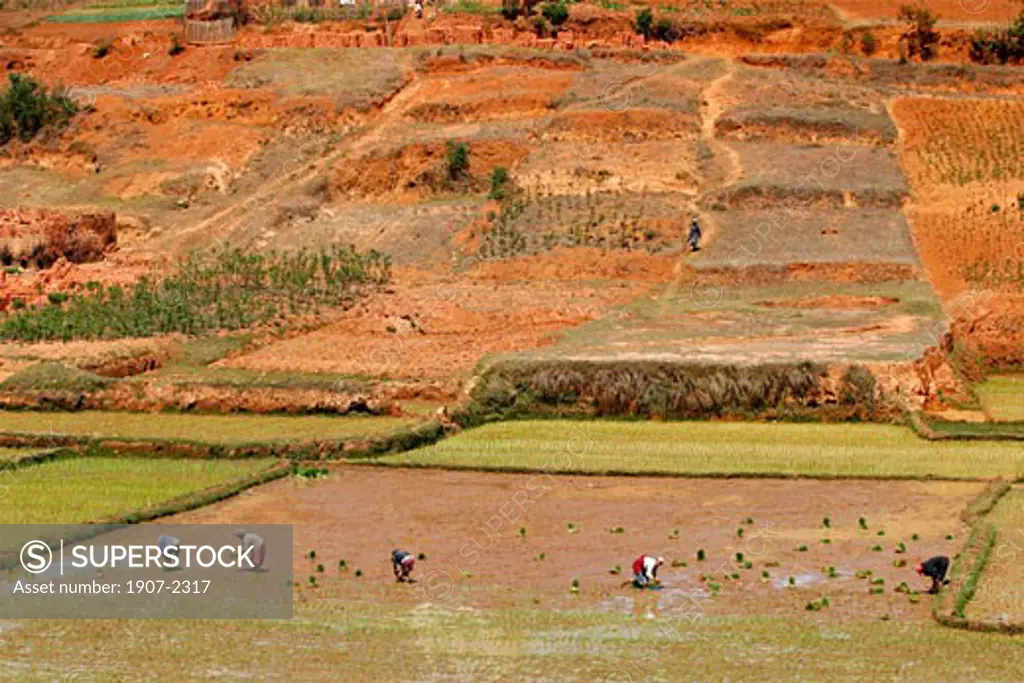 Working in the rice plantations between Tana and Antsirabe