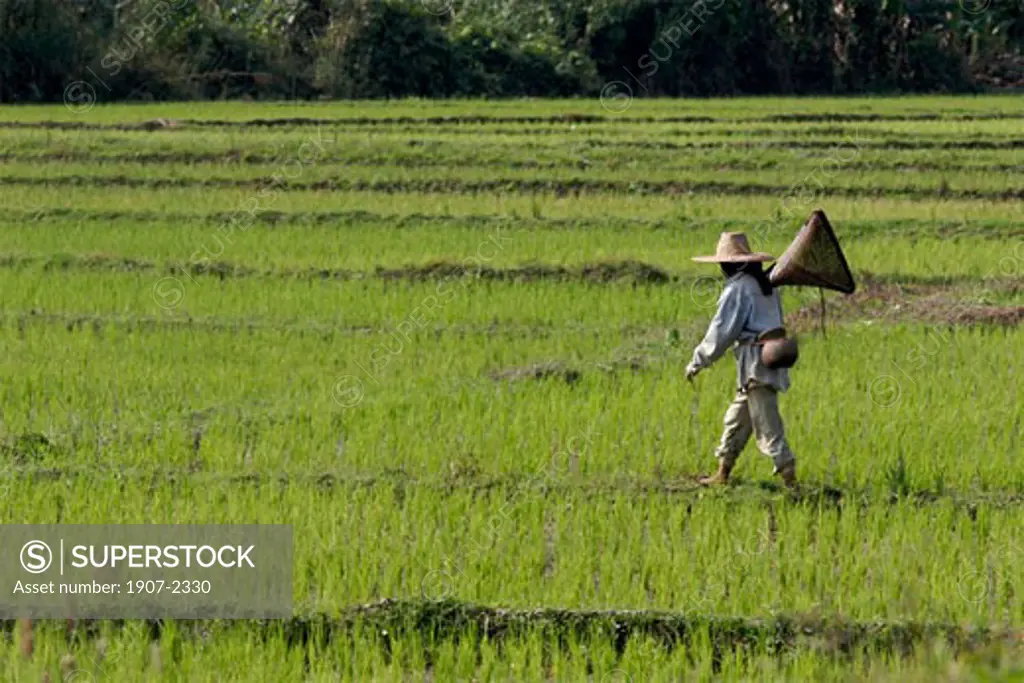 In the middle of the rice plantations  around Chiang Rai