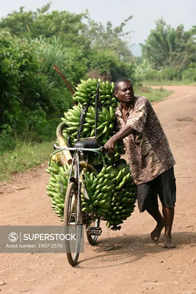 A bananas load on a bicycle is a frequent way to transport them in the all country