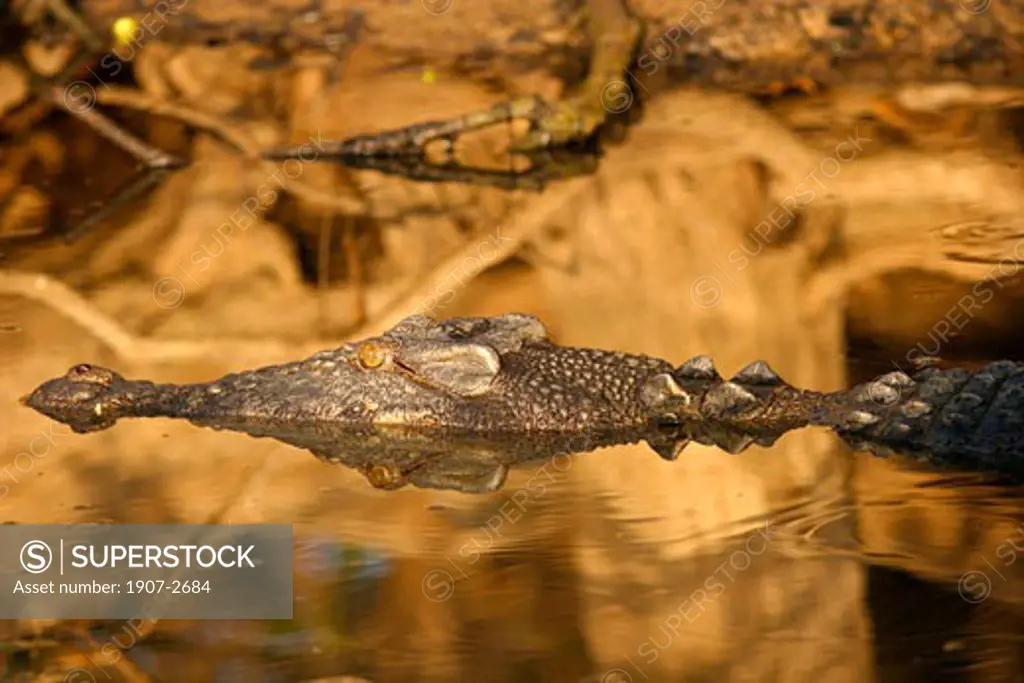 A crocodile of the Yellow river  in the Arnhem Territories  Northern Territories  Australia