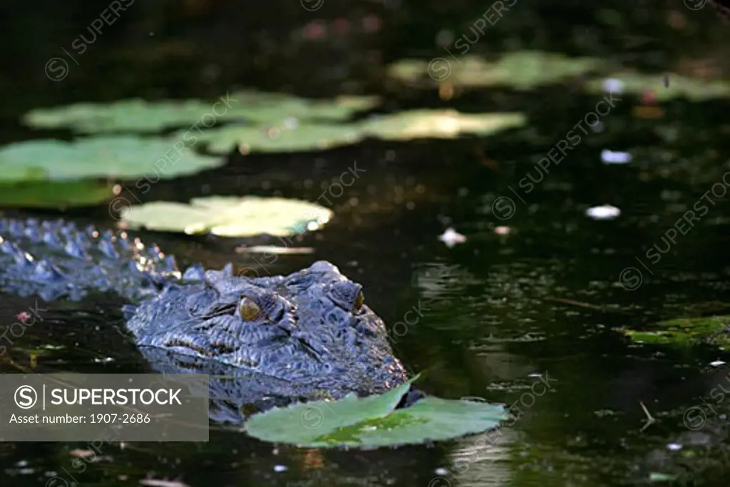 A crocodile of the Yellow river  in the Arnhem Territories  Northern Territories  Australia