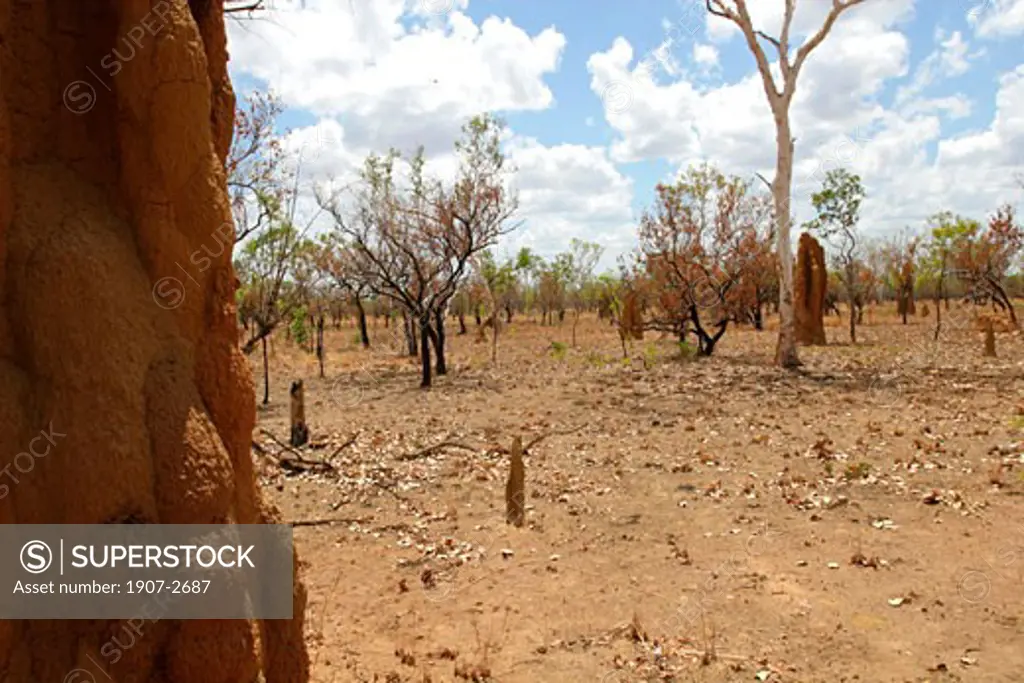 Some termite mount in the Arnhem territories  Northern Territories  Australia