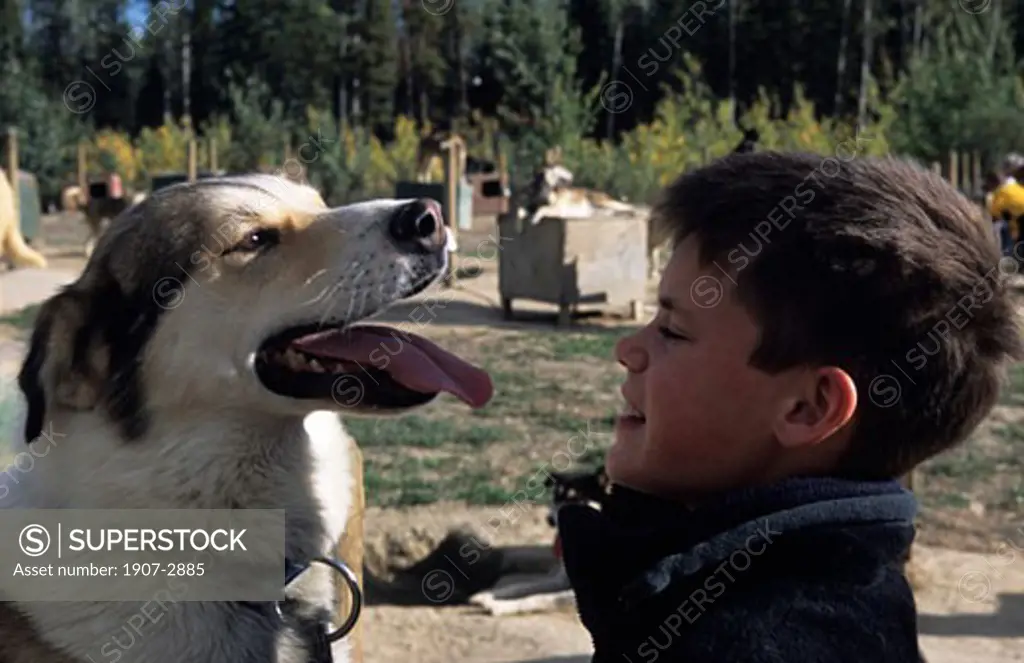 A boy and a husky in a farm around White Horse Yukon