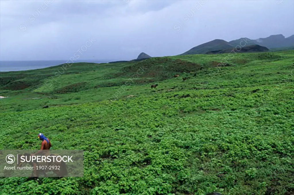 On Ua Huka island live three thousands wild horses Marquises islands