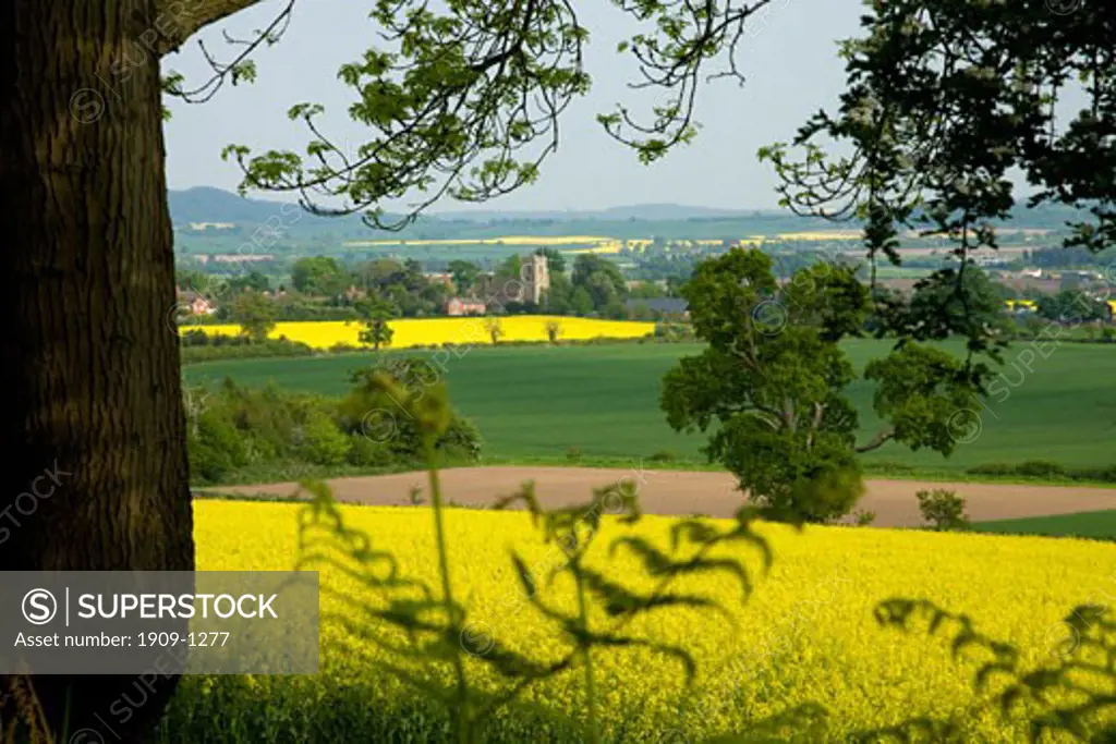 Rape fields around Upton Magna village and church on a sunny summers day Shropshire England United Kingdom GB Great Britain British Isles Europe EU
