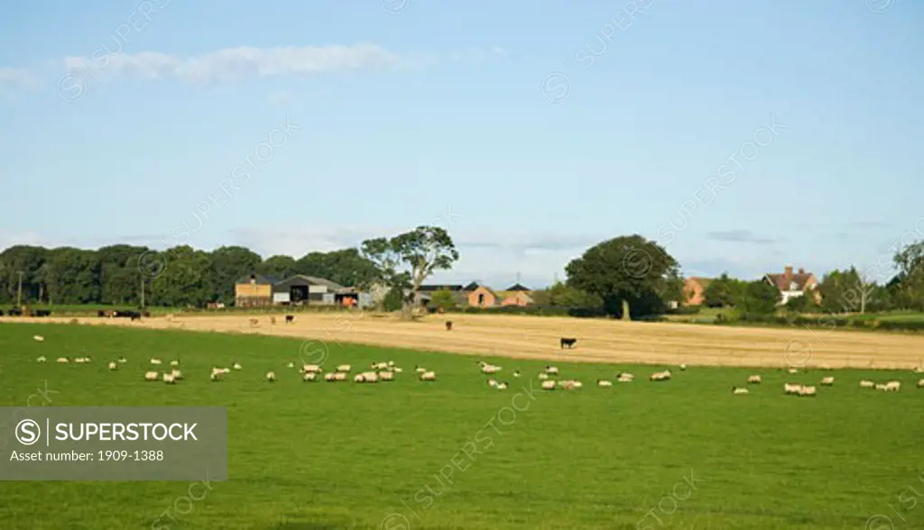 Livestock grazing in english meadow outside farm near Shrewsbury in summer sun Shropshire England UK United Kingdom GB Great Britain British Isles Europe EU