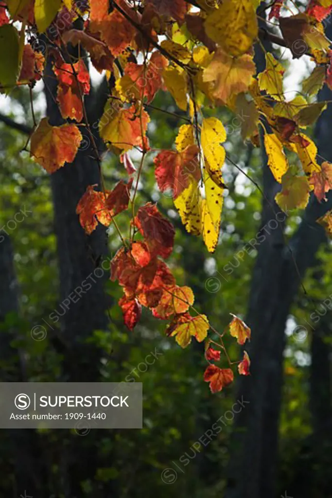 Leaves in autumn sunshine Krka National Park Dalmatia Croatia Europe