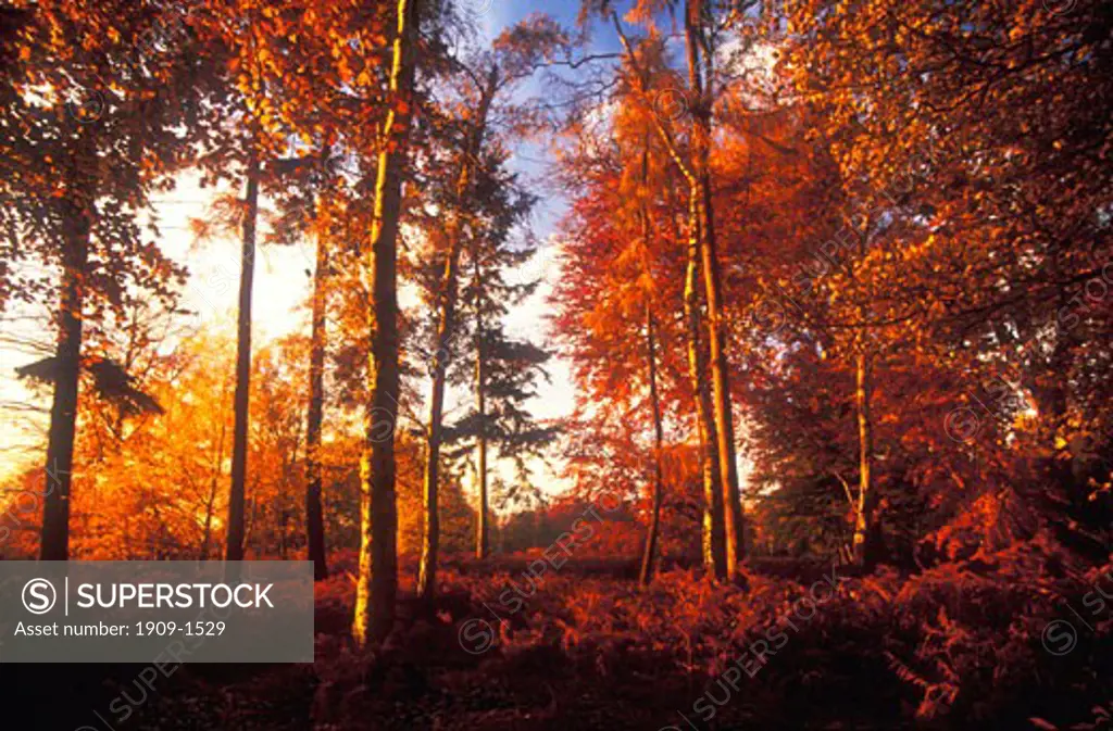 Autumn colours fall colors glow in last rays of evening sun in woods England UK GB United Kingdom Great Britain Europe EU