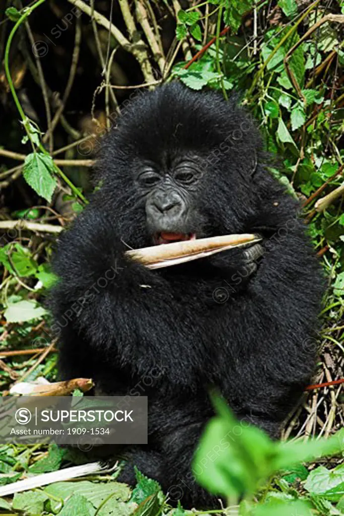 Mountain Gorilla Gorilla Beringei young baby gorilla eating bamboo in rain forest in Parc Nationale des Volcans Rwanda Cental Africa