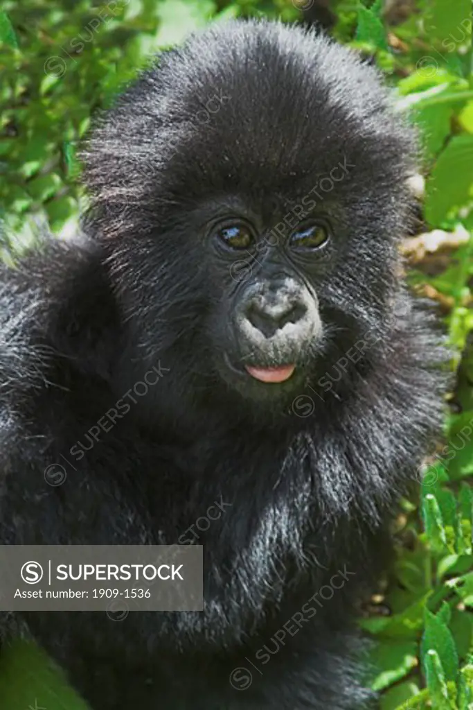 Gorilla Beringei