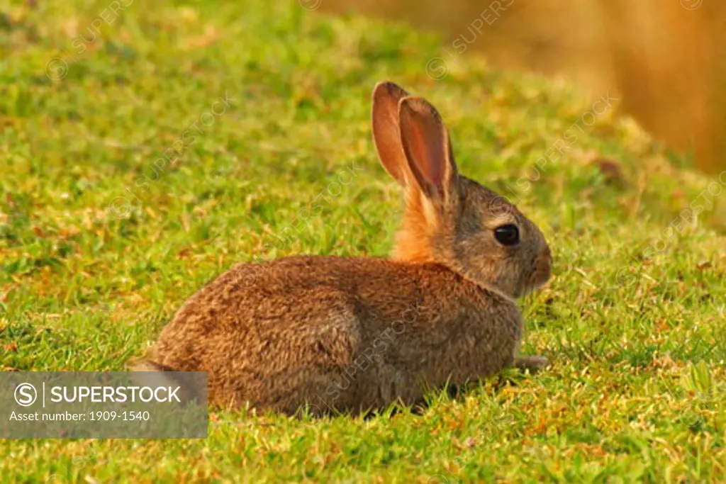 Rabbit grazing in evening sun in spring springtime Shropshire England UK United Kingdom GB Great Britain British Isles Europe EU