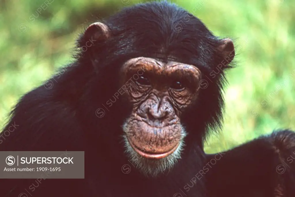Chimpanzee Pan troglodytes close-up Ngamba Island Lake Victoria Uganda East Africa