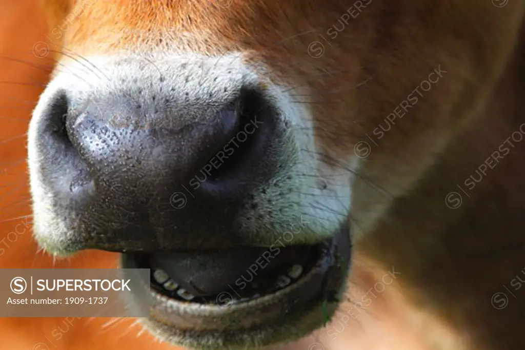 Jersey cow head close up close up dairy closeup with nose chewing the cud England UK United Kingdom Great Britain British Isles Europe EU