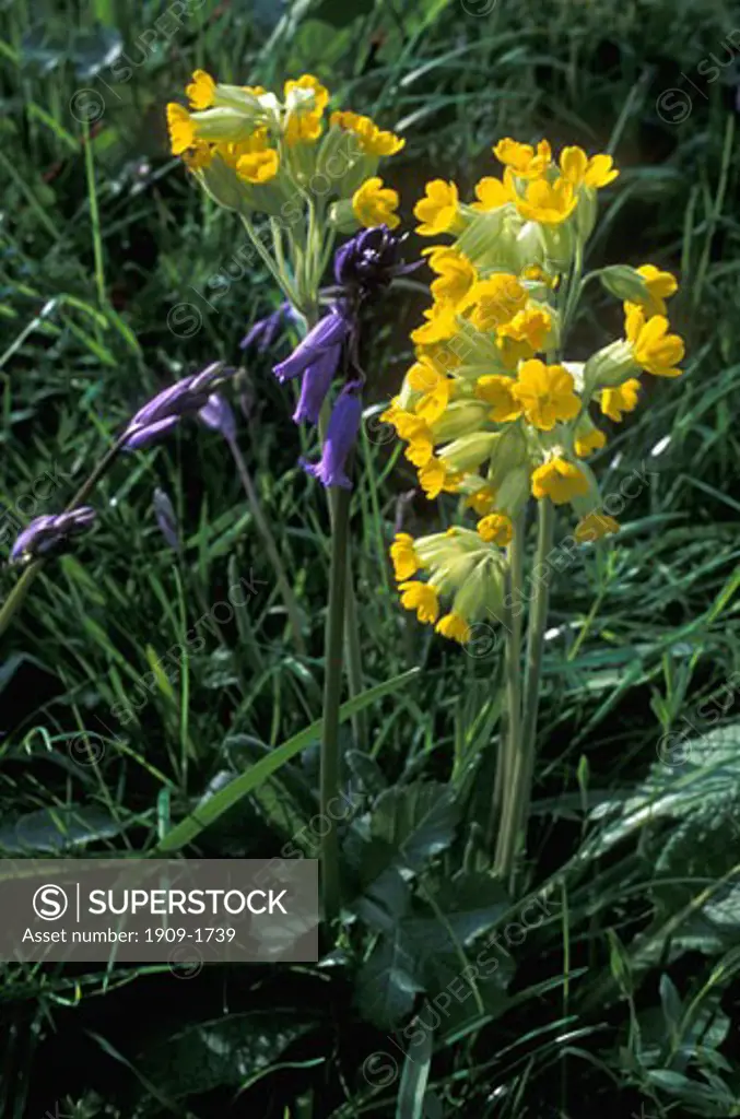Cowslips and bluebells Primulas Bulleyeana Close up May England GB UK Endymion non scriptus Bluebells Spring Wild Flowers