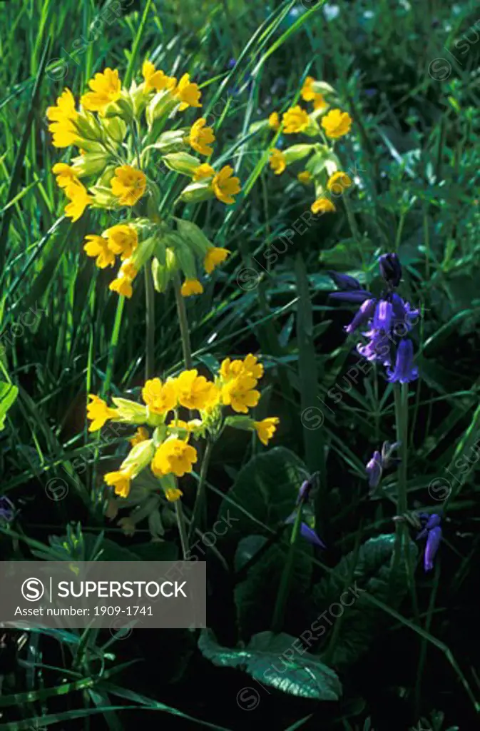Cowslips and bluebells Primulas Bulleyeana and Endymion non scriptus