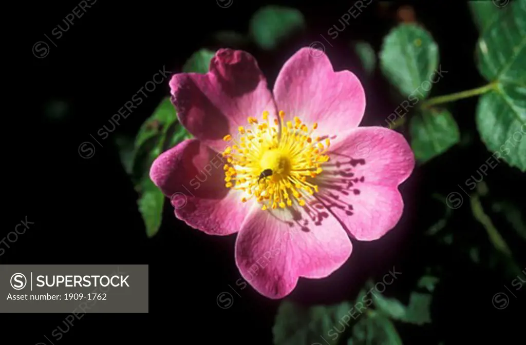 Dog rose Dogrose Rosa Canina England Great Britain GB United Kingdom UK British Isles