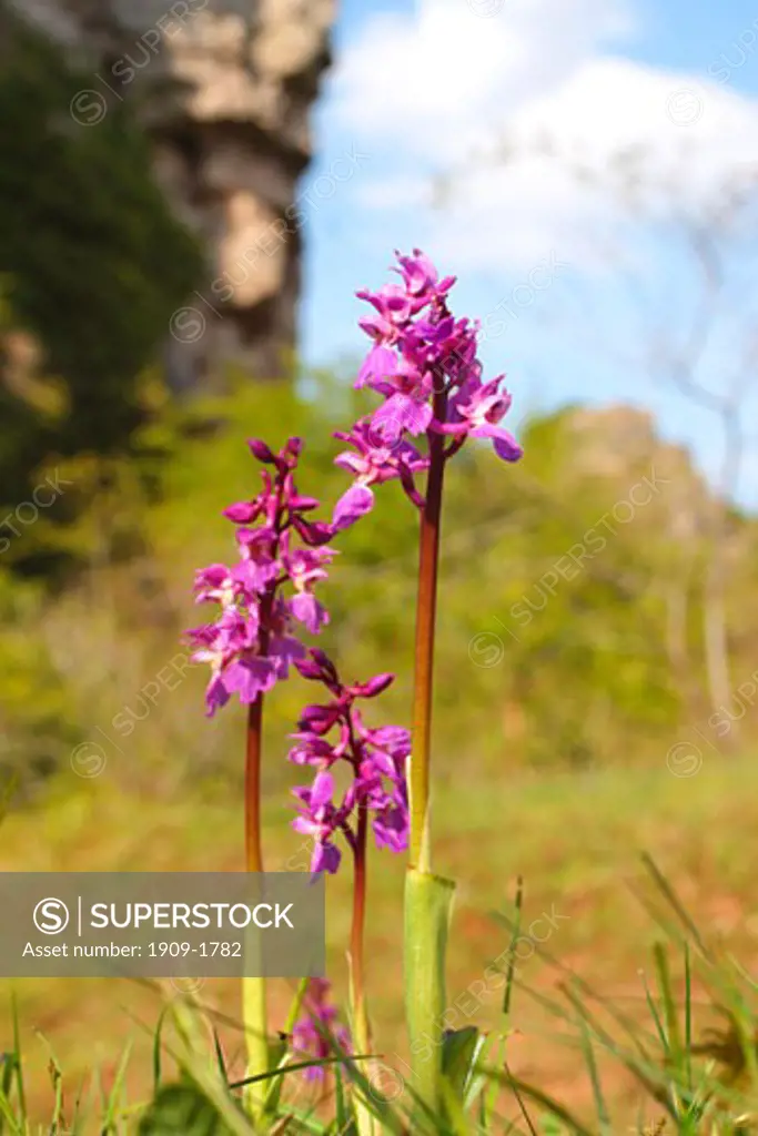 Early Purple Orchids Orchis Mascula growing in the limestone of Llanymynech Quarry near Oswestry Shropshire England UK United Kingdom GB Great Britain Europe EU