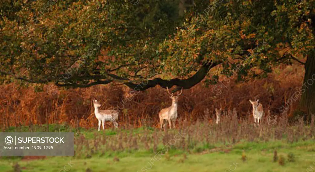Fallow Deer Dama Dama stand against autumnal fall colours color of bracken in English countryside forest woodland England UK GB British Isles Great Britain United Kingdom Europe EU