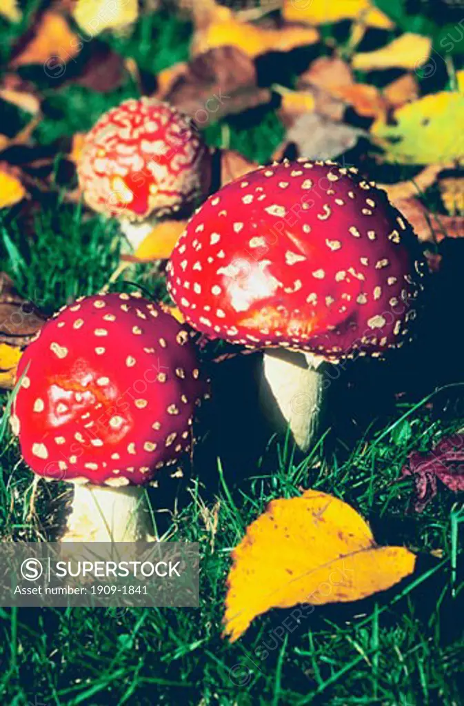 In Europe a saucer of milk laced with fly agaric toadstool was used to kill flies In fact flies become intoxicated and on regaining consciousness come back for more
