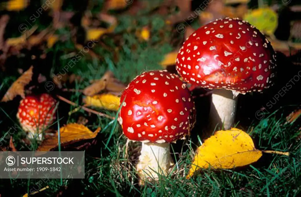 Fly Agaric toadstools Amanita Muscaria In Europe a saucer of milk laced with fly agaric was used to kill flies In fact flies become intoxicated and on regaining consciousness come back for more