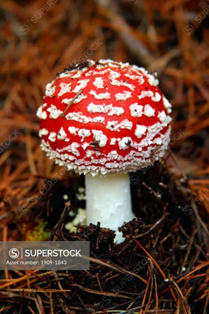 Fly Agaric toadstools fungus fungi Amanita Muscaria In Europe a saucer of milk laced with fly agaric was used to kill flies In fact flies become intoxicated and on regaining consciousness come back for more