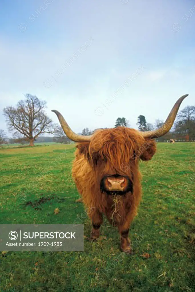 Highland cow cattle in meadow chewing hay England Wales Scotland UK United Kingdom Great Britain Europe EU