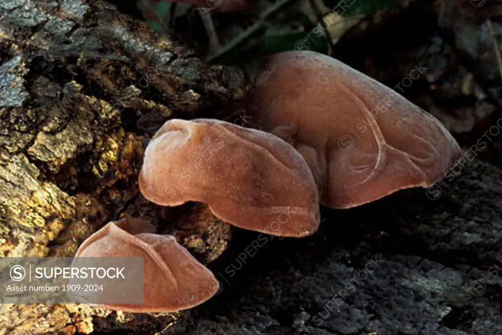 Jews Ear Jew s Ear Fungus Fungi Auricularia auricula judae England UK GB flora Jew s Ear fungus likes to grow on common elder and false acacia It is edible and liked by the Chinese