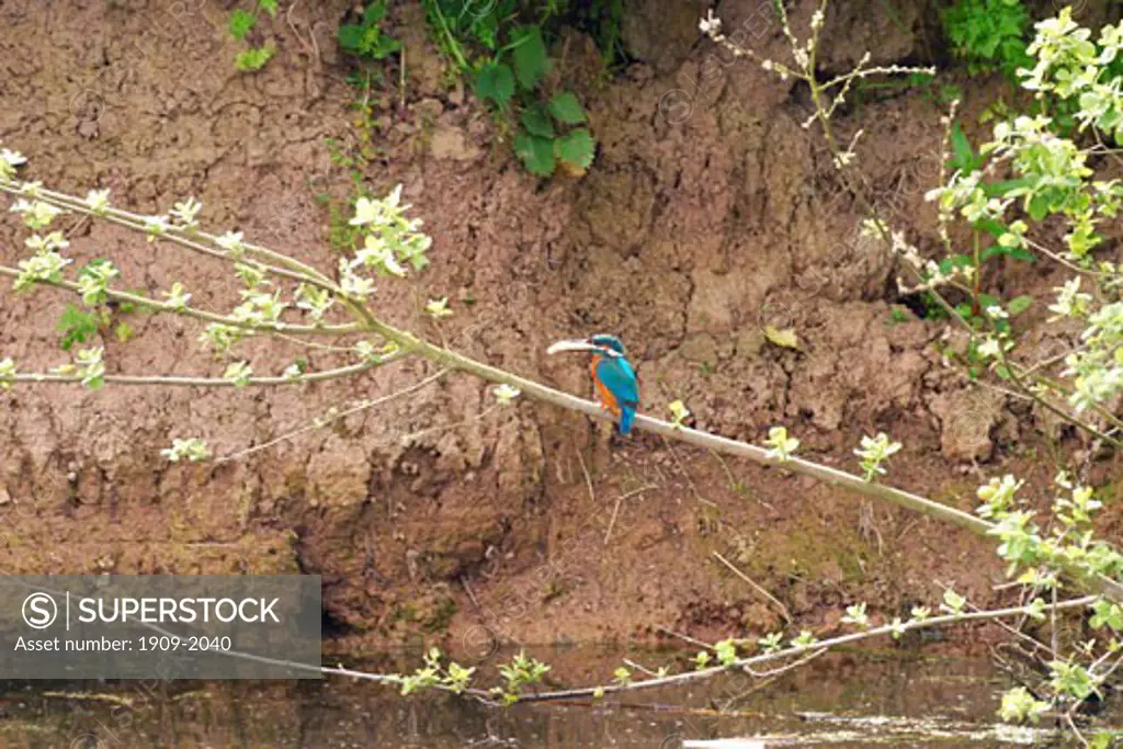 Kingfisher Alcedo Atthis perched on branch with fish in beak for young in nest nearby Slimbridge Gloucester UK GB British Isles