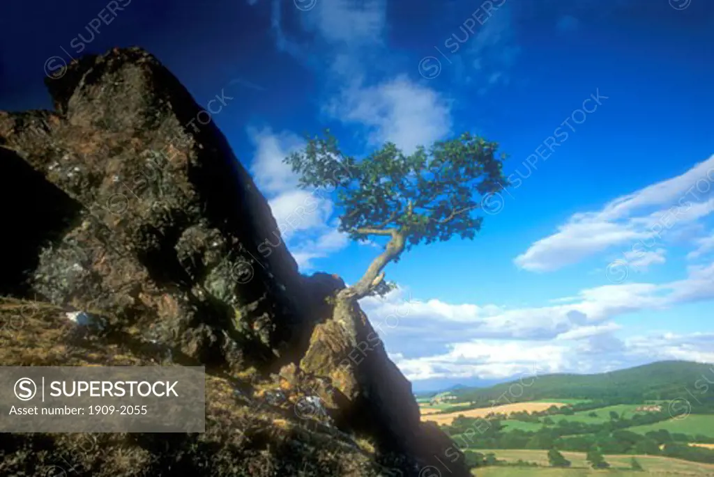 Shropshire Hills from the Lawley showing oak tree growing on rock taken on a sunny day Shropshire England UK United Kingdom GB Great Britain Europe
