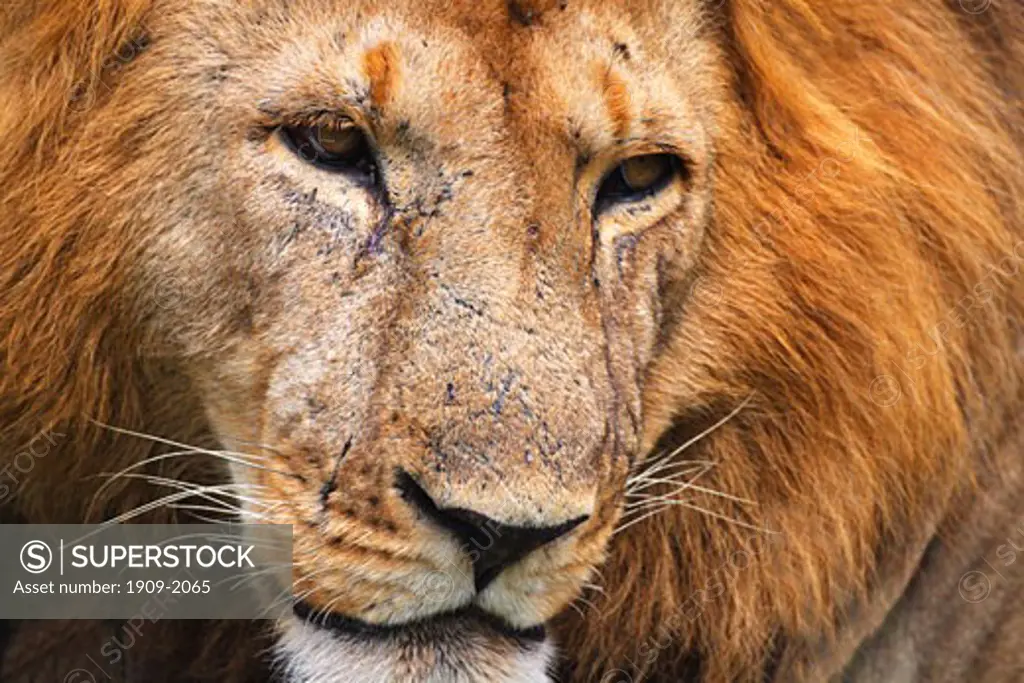 Lion Panthera Leo lion s face close up close up closeup Masai Mara Kenya East Africa