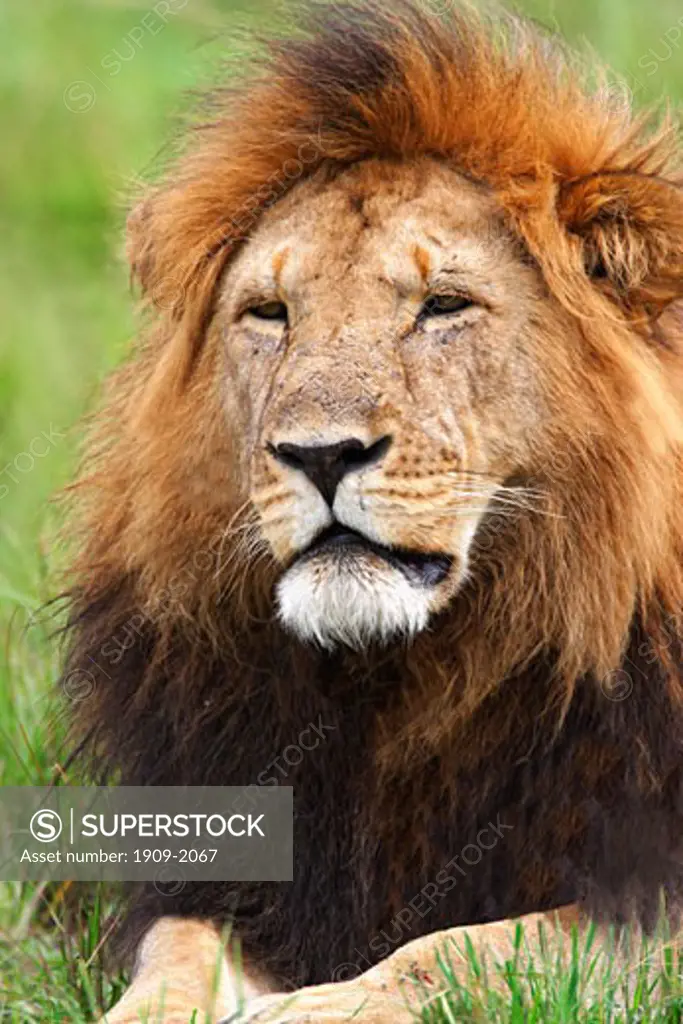 Male adult maned Lion relaxes in grassland of the savannah Masai Mara National Nature Reserve Kenya East Africa