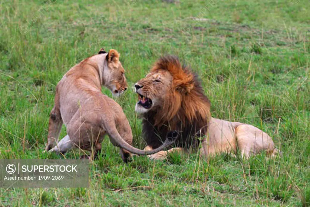 Lion and lioness mating  pair on grassland savannah of the Masai Mara National Nature Reserve on safari in Kenya East Africa