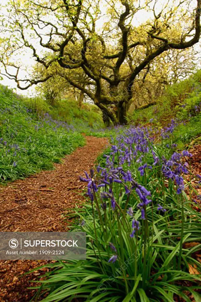 Bluebell Wood near Lyme Regis Dorset Wessex England UK United Kingdom GB Great Britain British Isles Europe EU in spring sunshine