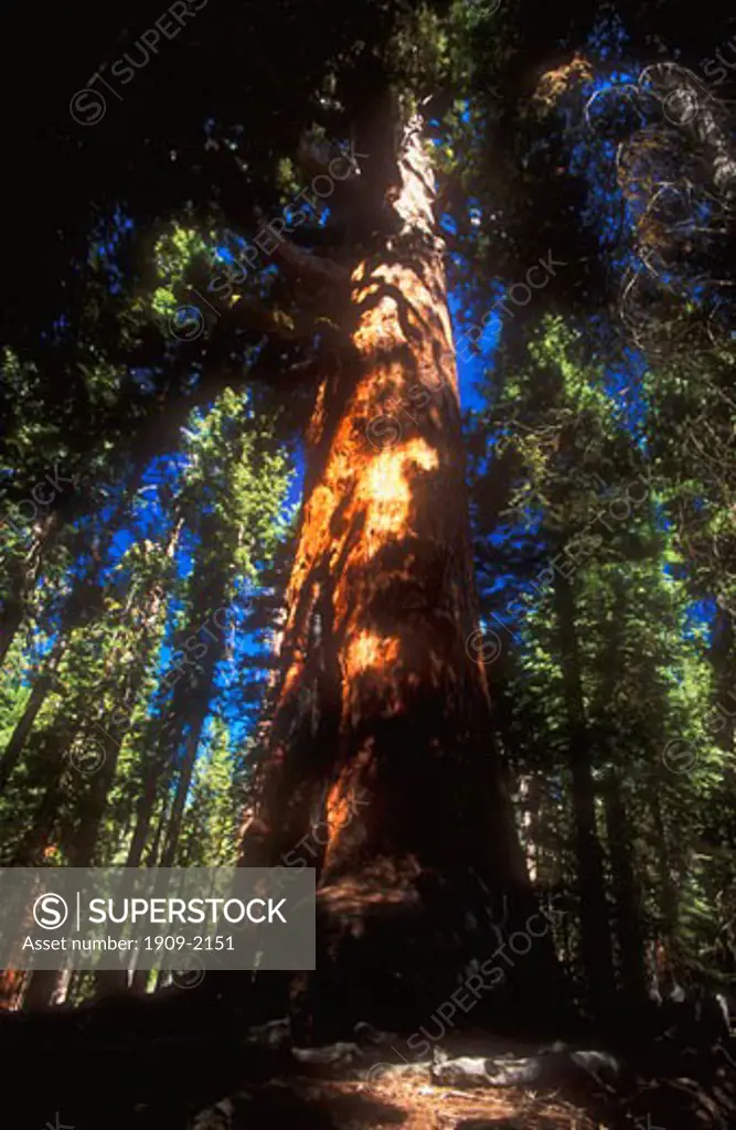 Yosemite National Park Mariposa Giant Sequoia Grove Old Grizzly California USA United States of America Old Grizzly is estimated at 2700 years old one of the oldest living sequoia trees